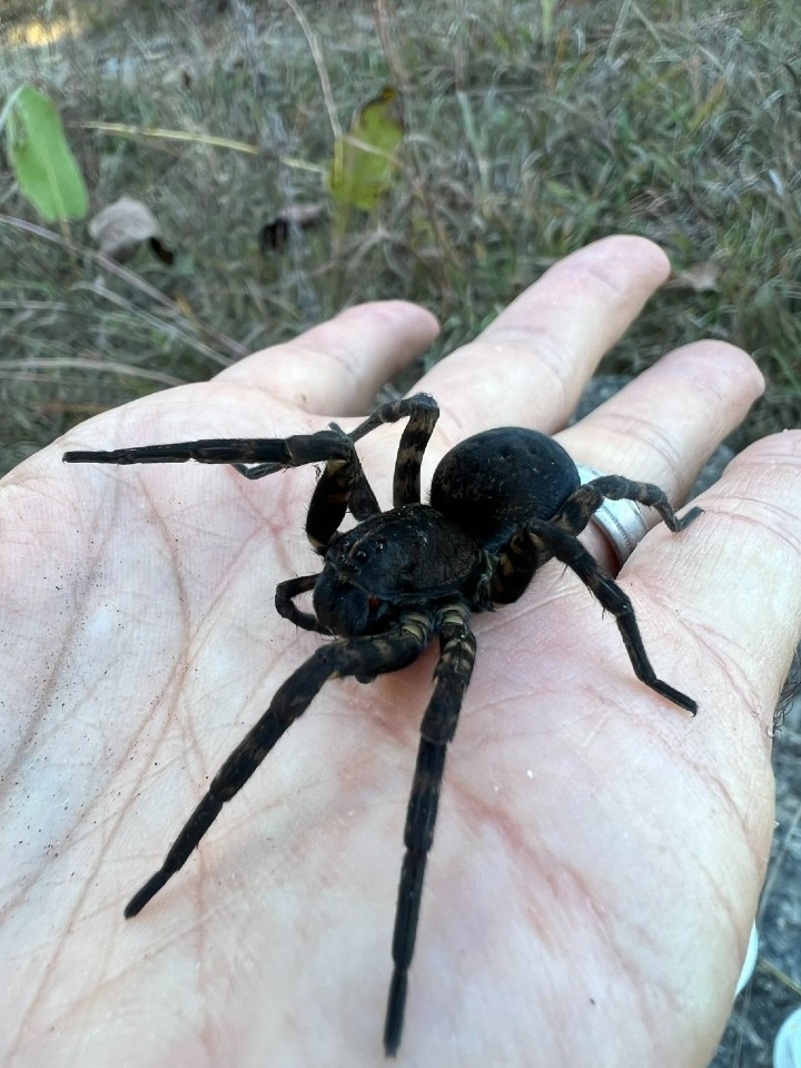 Speckled Wolf Spider